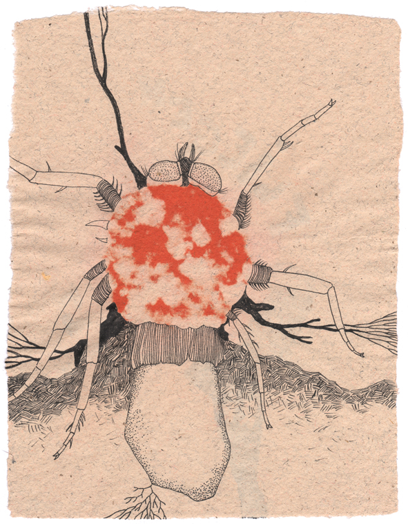 Fliegen-Pilze – KUNSTNERD